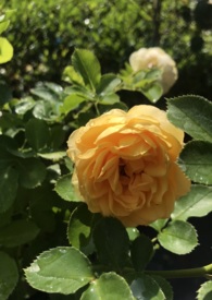 我会记得你的好