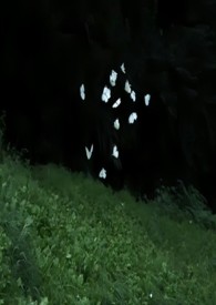 极宠兄妹骨科txt